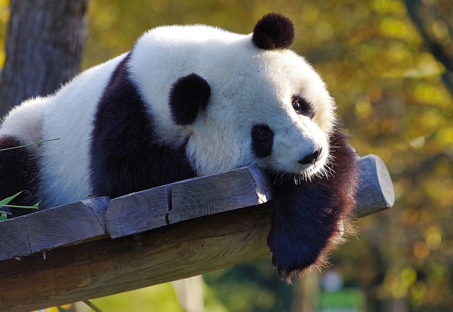 panda giant panda bamboo china