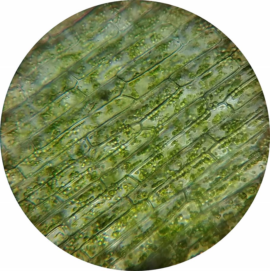 waterweed plant cell mikroskopieren chloroplasts