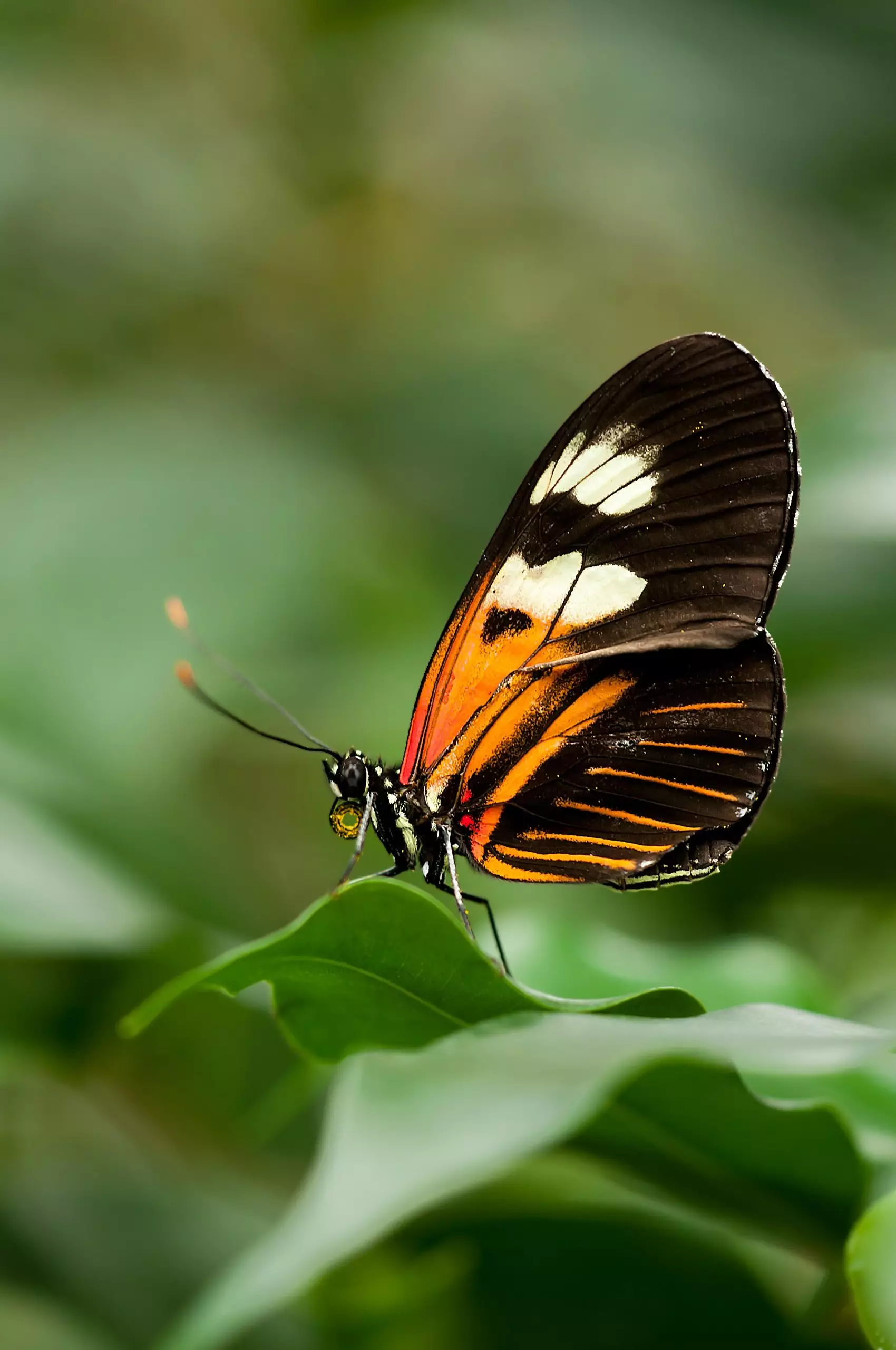 Clutterbug quiz- Butterfly